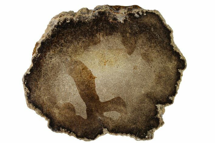 Cretaceous Petrified Tree Fern (Tempskya) Round - Utah #152228
